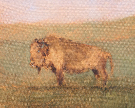 Wild Buffalo, 8x10"